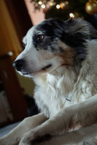 Close-up of dog sitting at home