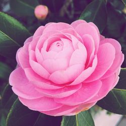 Close-up of pink rose