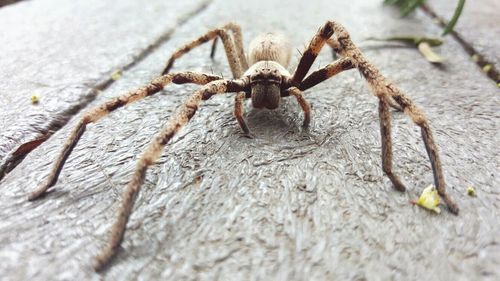 Close-up of insect