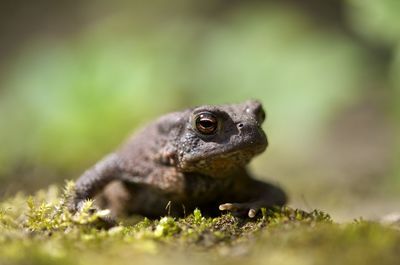 Close-up of toad on field