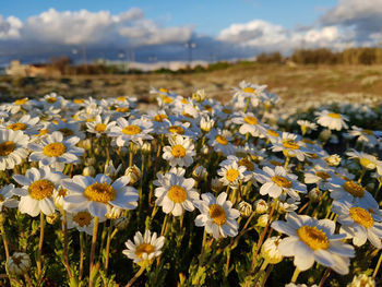 Close-up of white flowering plants on field