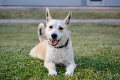 Portrait of dog on field