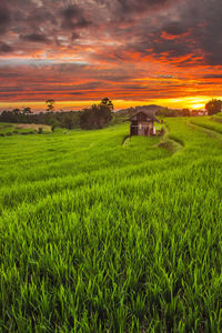 Scenic view of agricultural field against sky during sunset