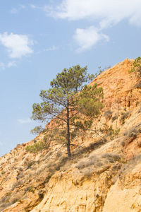 A pine tree on the rock
