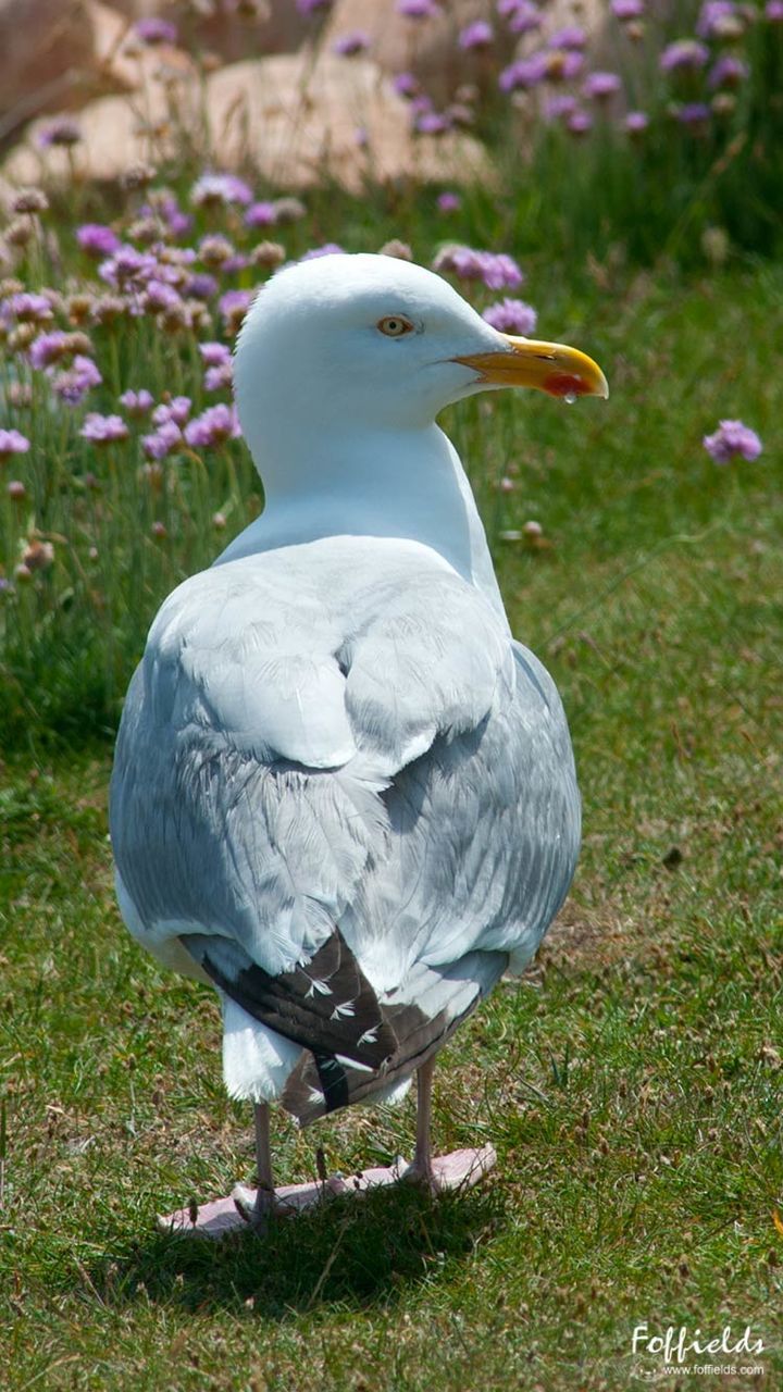 CLOSE-UP OF BIRD ON GRASS