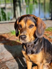 Close-up portrait of dog