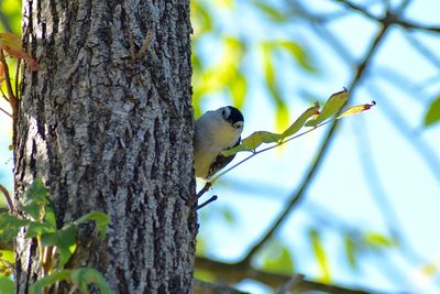 Low angle view of bird perching on tree