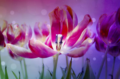 Close-up of pink flowers blooming outdoors