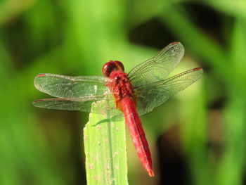 Close-up of dragonfly on leaf