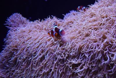 Nemo fish in its pink coral habitat