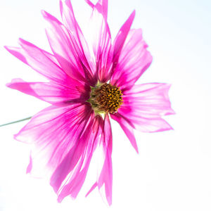 Close-up of pink flower