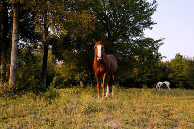 Horse standing in a field