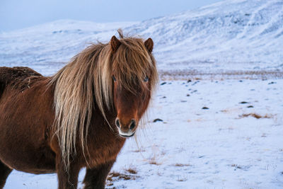 Icelandic horse standing on snow covered field