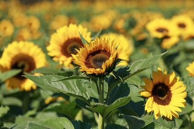 Close-up of sunflower