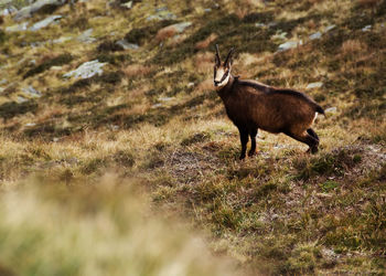 Animal standing on field