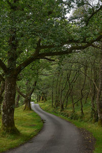 Road amidst trees