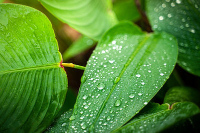 Close-up of wet leaves