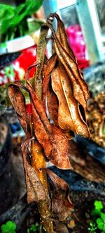 Close-up of wilted plant