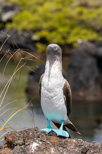 Close-up of bird perching on rock