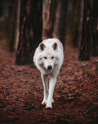 Arctic fox walking in forest