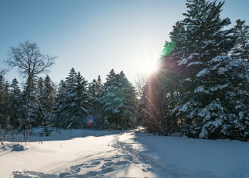 Trees on snow covered field against sky