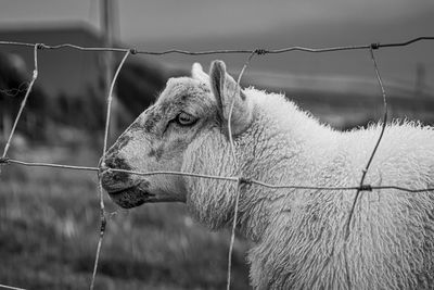 View of a sheep in pasture