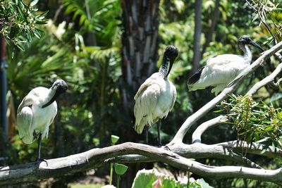 Low angle view of gray heron perching on tree