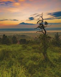 Scenic view of landscape against sky during sunset