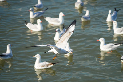 Swans in lake