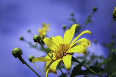Close-up of yellow flowering plant