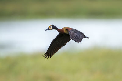 Close-up of bird flying