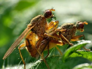 Close-up of insect on leaf