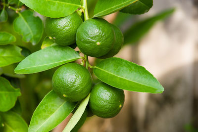 Close-up of fruits growing on tree