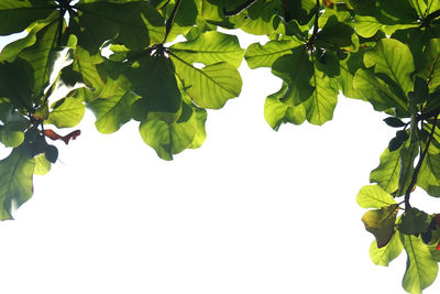 Low angle view of fresh green leaves against sky