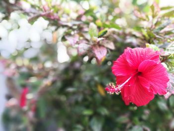 Close-up of pink flowers