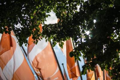 Clothes hanging from tree against sky