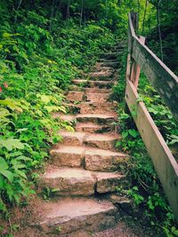 View of stairs along plants