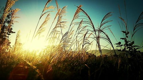 Close-up of plants on field at sunset