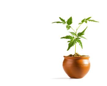 Close-up of potted plant against white background