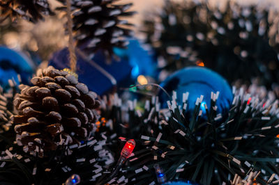High angle view of flowering plant