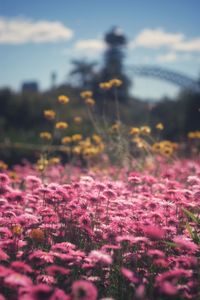 Close-up of purple flowering plants on field