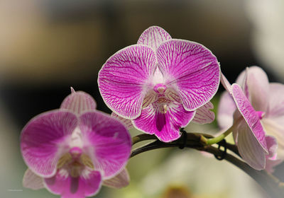 Close-up of pink flower