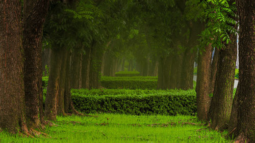 In fog pleasant green mahogany forest landscape. green forest, trees, branches, trunks 