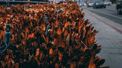 Close-up of flowers on road