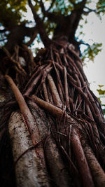 Close-up of dried plant on tree trunk in forest