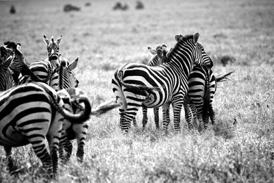 Zebras in a field