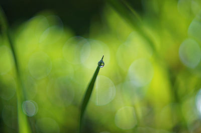 Close-up of damselfly on leaf