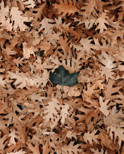 Full frame shot of dry autumn leaves