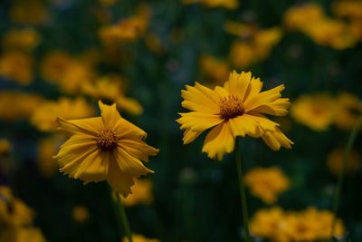 Close-up of yellow flowering plant