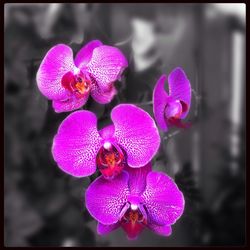 Close-up of purple flower